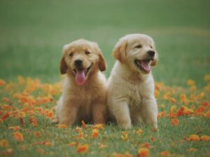 Read more about the article Dem Vierbeiner mit Hundefutter für Allergiker das schönste Leben schenken!