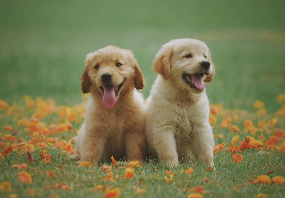 Dem Vierbeiner mit Hundefutter für Allergiker das schönste Leben schenken! Dem Vierbeiner mit Hundefutter für Allergiker das schönste Leben schenken!