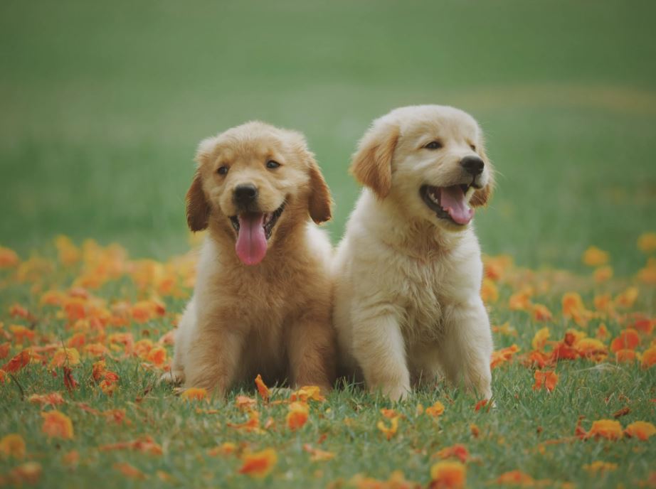 You are currently viewing Dem Vierbeiner mit Hundefutter für Allergiker das schönste Leben schenken!