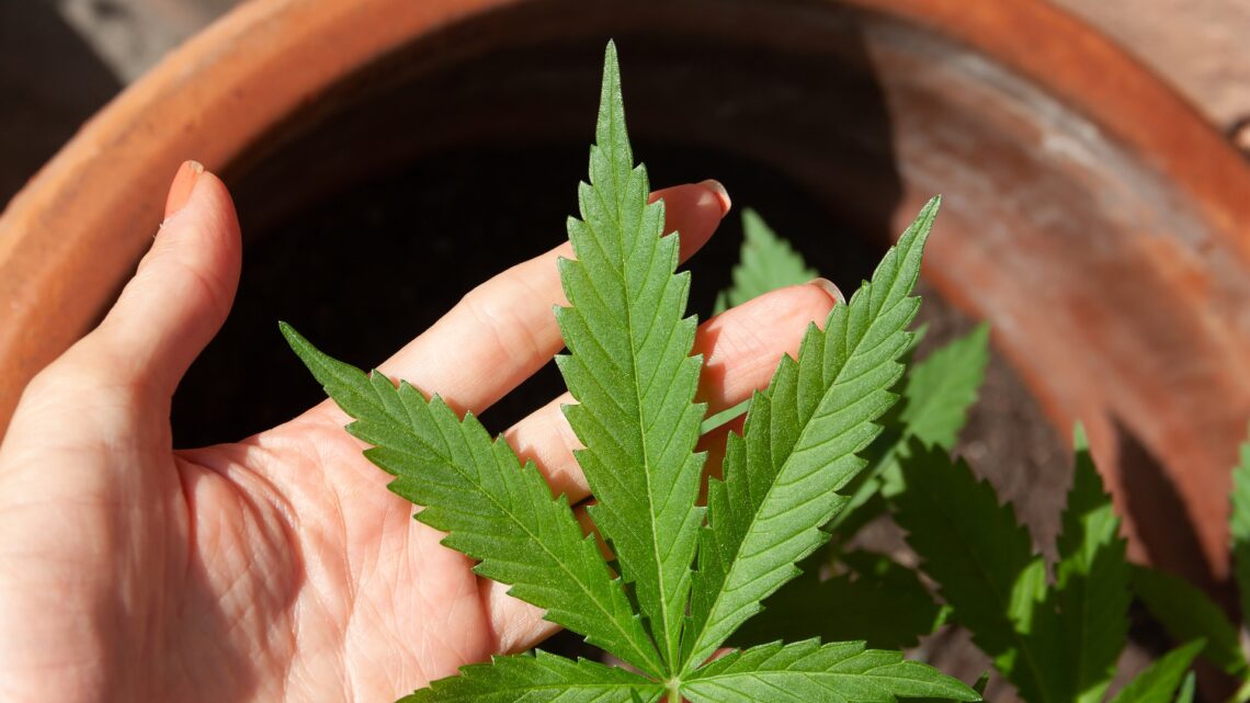 Wer sollte CBD Liquid kaufen? Wer sollte CBD Liquid kaufen?