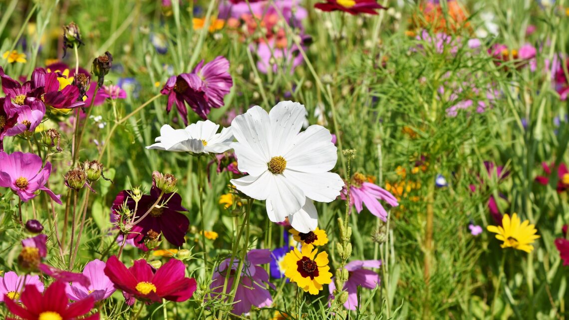 Blumenwiese