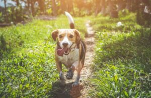 Read more about the article Genuss für den Hund – Futter in bester Qualität