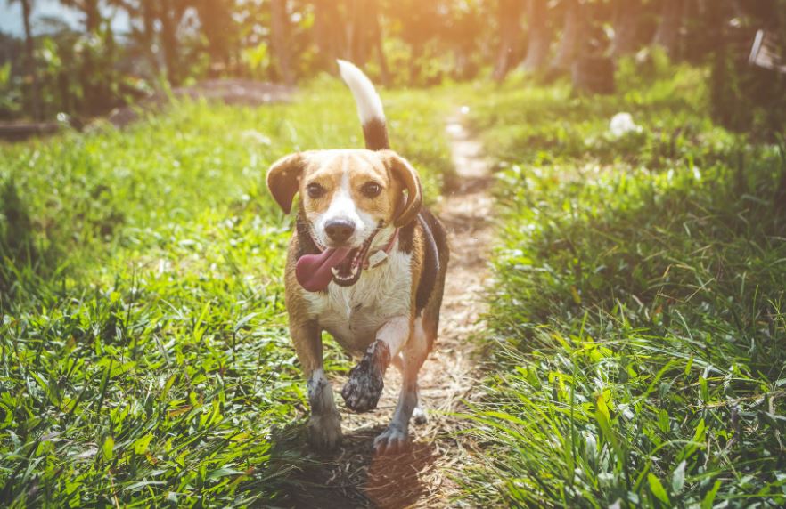 You are currently viewing Genuss für den Hund – Futter in bester Qualität